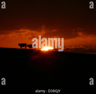 Zwei Kühe stehen auf einem Hügel wie des Sonnenuntergangs hinter ihnen. In der Nähe von Gargrave in North Yorkshire England Stockfoto