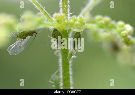 Blattläuse am Stamm der Pflanze, Blattläuse, Garten Schädling, Stockfoto