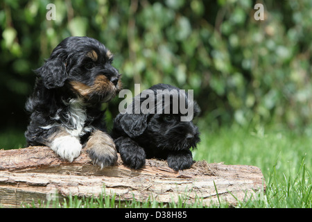 Tibet Terrier Hund / Tsang Apso zwei Welpen verschiedene Farben liegen auf einem Holz Stockfoto