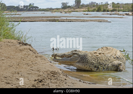 Nil-Krokodil (Crocodylus Niloticus) liegen in einem Flussufer im Tsavo-Nationalpark, Kenia Stockfoto