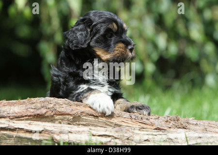 Tibet Terrier Hund / Tsang Apso Welpe liegend auf einem Holz Stockfoto