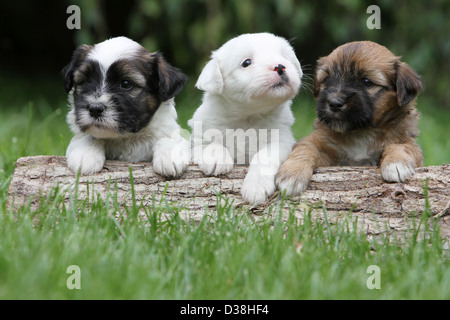 Tibet Terrier Hund / Tsang Apso drei Welpen verschiedene Farben liegen auf einem Holz Stockfoto