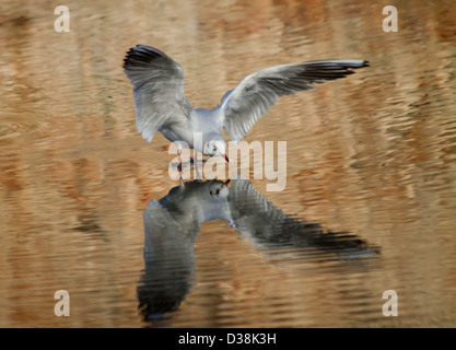 Lachmöwe und ihre Reflexion als es landet auf dem Wasser bei dem Bischöflichen Palast Wassergraben in Wells, Somerset Stockfoto