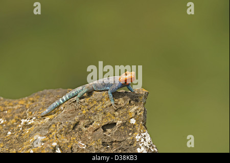 Männliche Rothaarige Rock Agama (Agama Agama) in Lake Nakuru National park Stockfoto