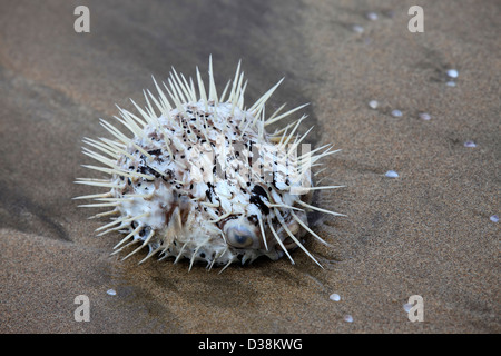 Totes Meer Igel an einer Küste geworfen Stockfoto