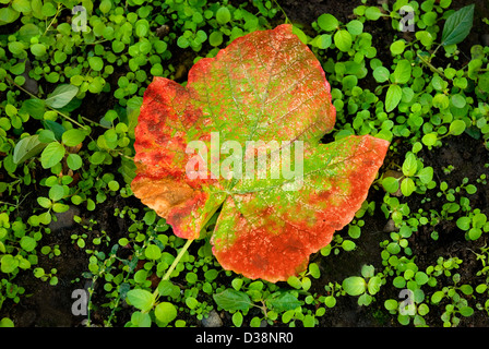 Rote Traube Blatt auf einem Hintergrund von einem grünen Rasen Stockfoto