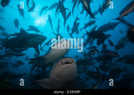 Bull Haie jagen im Fischschwarm Stockfoto