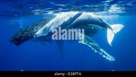 Buckelwale Tauchen Stockfoto
