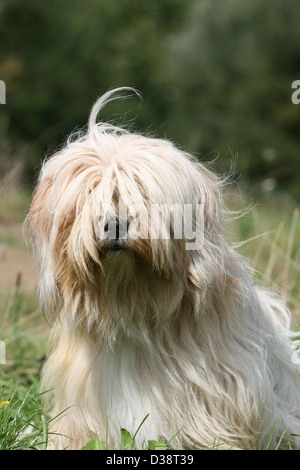 Tibet Terrier Hund / Tsang Apso Erwachsenen Porträt Stockfoto