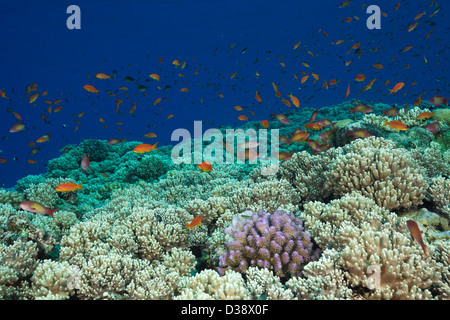 Lyretail Anthias über Riff Top, Pseudanthias Squamipinnis, St. Johns, Rotes Meer, Ägypten Stockfoto