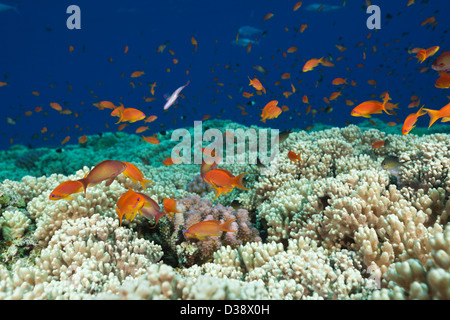 Lyretail Anthias über Riff Top, Pseudanthias Squamipinnis, St. Johns, Rotes Meer, Ägypten Stockfoto