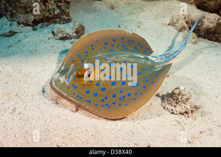 Bluespotted Ribbontail Ray, Taeniura Lymma, St. Johns, Rotes Meer, Ägypten Stockfoto
