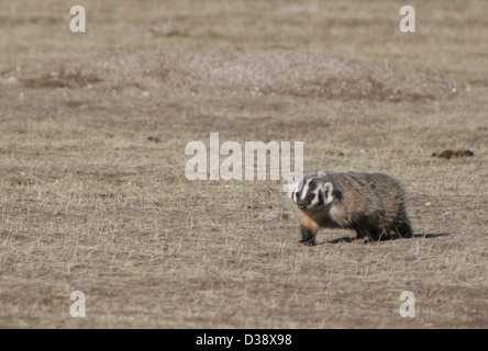Ein Dachs wurde in Roberts Prairie Dog Town im Badlands National Park gesichtet. Der Park ist Heimat verschiedener Tierarten und bietet Besuchern die Möglichkeit, Tiere in ihren natürlichen Lebensräumen zu beobachten. Stockfoto