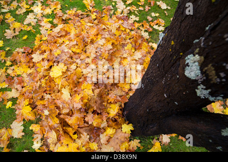 Gefallenen Ahorn-Blätter im Herbst Stockfoto