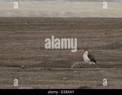In der Nähe von Roberts Prairie Dog Town im Badlands-Nationalpark jagt ein eisenreicher Falke. Dieses Gebiet bietet einen wichtigen Lebensraum für Präriehunde und ist ein wichtiger Ort für die Beobachtung lokaler Greifer und anderer Wildtiere. Stockfoto