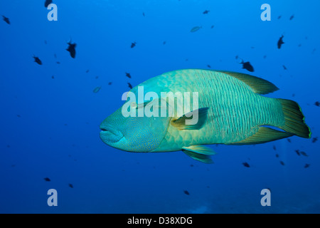 Napoleon-Buckel-Lippfisch, Cheilinus Undulatus, St. Johns, Rotes Meer, Ägypten Stockfoto
