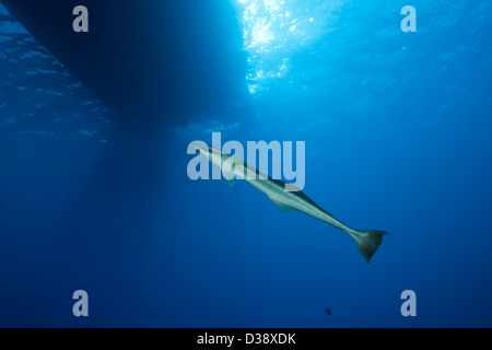 Schlanker Suckerfish Echeneis Naucrates, St. Johns, Rotes Meer, Ägypten Stockfoto