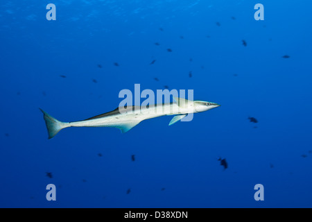 Schlanker Suckerfish Echeneis Naucrates, St. Johns, Rotes Meer, Ägypten Stockfoto