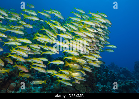 Shaol Yellowfin Goatfish, Mulloidichthys guentheri, Shaab Claudio, Rotes Meer, Ägypten Stockfoto