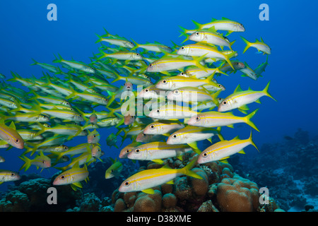 Shaol Yellowfin Goatfish, Mulloidichthys guentheri, Shaab Claudio, Rotes Meer, Ägypten Stockfoto