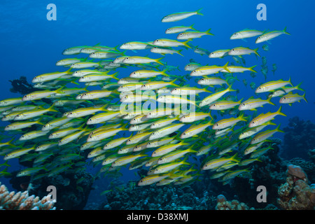 Shaol Yellowfin Goatfish, Mulloidichthys guentheri, Shaab Claudio, Rotes Meer, Ägypten Stockfoto