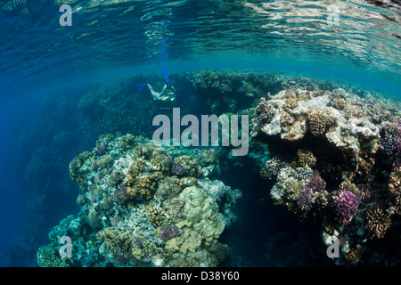 Tauchen im Roten Meer, Zabargad, Rotes Meer, Ägypten Stockfoto