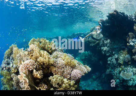 Tauchen im Roten Meer, Zabargad, Rotes Meer, Ägypten Stockfoto