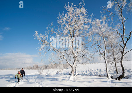 Birken mit Raureif und Touristen zu Fuß im Moor am hohen Venn bedeckt / Hautes Fagnes im Schnee im Winter, Belgien Stockfoto