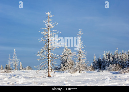 Schneebedeckten Fichten in gefrorenen Moor im Naturreservat Hohes Venn verbrannt / Hautes Fagnes im Winter, Ardennen, Belgien Stockfoto