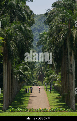 Kolonnade von Palmen, Royal Botanical Gardens, Peradeniya, in der Nähe von Kandy, Sri Lanka Stockfoto