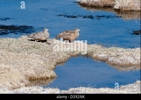 Rufous-bellied Seedsnipe (Attagis Gayi) paar Ufer Laguna Santa Rosa Parque Nacional Nevado Tres Cruces hohen Anden Chile Stockfoto