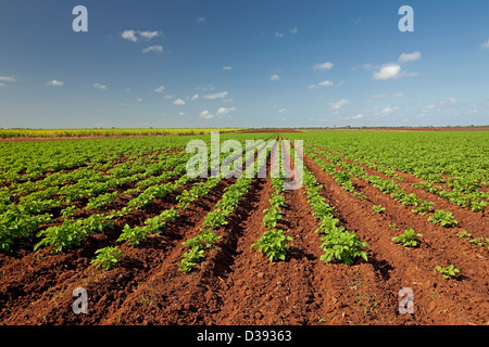 Reihen von Kartoffeln mit lebendigen Smaragd Laub wächst auf einem Bauernhof mit fruchtbaren roten Boden und gesunde Pflanzen unter blauem Himmel Stockfoto