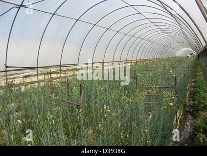 Reihen von Nelken, die kommerziell angebaut wird, für den Floristen zu handeln, in einem großen Tunnel-Gewächshaus mit einem hydroponischen system Stockfoto