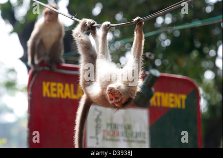 Eine Motorhaube Makaken (Macaca Radiata) hängen vom Telefonanschluss in Thekkady, vor den Toren der Periyar Tiger Reserve in den Western Ghats, Kerala, Indien Stockfoto