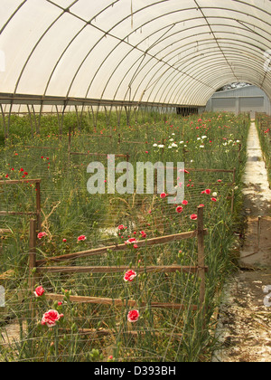 Reihen von Nelken, die kommerziell angebaut wird, für den Floristen zu handeln, in einem großen Tunnel-Gewächshaus mit einem hydroponischen system Stockfoto