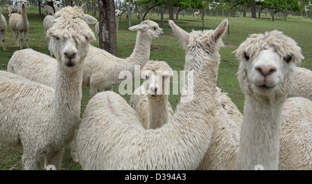 Herde von weißen Suri Alpakas mit neugierig Ausdrücke auf ihren Gesichtern auf Farm in Queensland-Australien Stockfoto