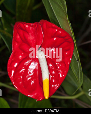 Leuchtend rote Spatha umgeben von weißen und gelben Spitzen Blütenständen der Anthurium Andreanum - Flamingo-Blume Stockfoto