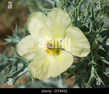 Attraktive blass gelbe Blume und blau / grünen stacheligen Blätter der Argemone Ochroleuca - Prickly Poppy, ein Unkraut in Australien Stockfoto