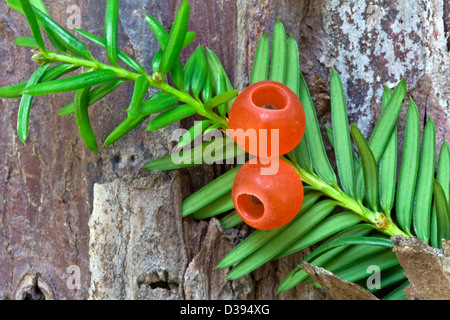 Pazifische Eibe, elliptische Samen 1/4" lang, eingeschlossen in scharlachroten Tassen. Stockfoto