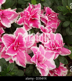 Cluster der spektakuläre leuchtend rosa Blüten mit weißen umrandet Blütenblättern und tiefgrünen Blätter Azalea Indica Sorte "Inga". Stockfoto