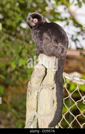 Die Goeldi Marmoset oder Goeldi Affe (Callimico Goeldii) Stockfoto