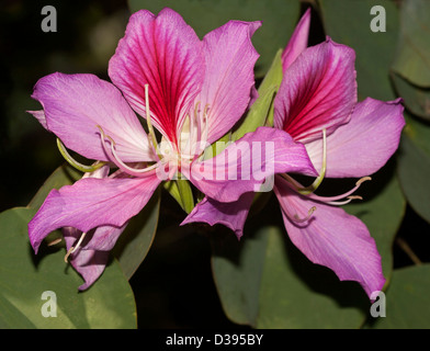 Leuchtend rosa Blüten von Bauhinia Variegata, Orchidee / Schmetterling Baum, vor einem Hintergrund aus grünen Blättern Stockfoto