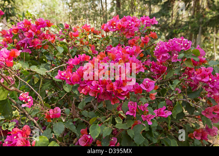 Ansammlung von genialen roten Hochblätter Bambino Bougainvillea "Bokay" rund um die kleinen weißen Blüten und dunkelgrünem Laub Stockfoto