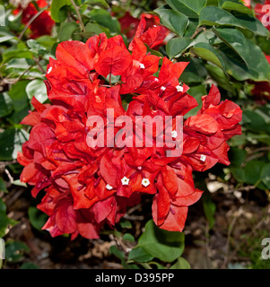 Ansammlung von genialen roten Hochblätter Bambino Bougainvillea "Jazzi" rund um die kleinen weißen Blüten und dunkelgrünem Laub Stockfoto