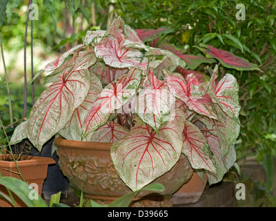 Große Ansammlung von roten und weißen Caladium Blätter der Pflanze wächst in großen ornamentalen Terrakotta-Topf Stockfoto