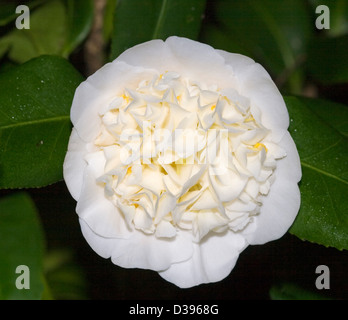 Spektakuläre weiße Blume mit doppelten Blüten gefärbt mit gelben - Camellia Japonica 'Brushfield gelb' Stockfoto