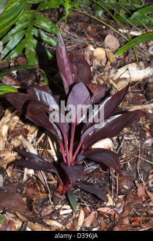 Cordyline Fruticosa Sorte "Schokolade" - eine attraktive Blattpflanze mit großen dunklen roten Blättern Stockfoto