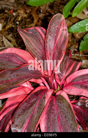 Cordyline Fruticosa Sorte "Rosa Champion" mit Regentropfen auf bunten rot und rosa gestreifte Blätter Stockfoto