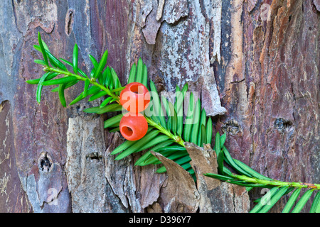 Pazifische Eibe, elliptische Samen 1/4" lang, eingeschlossen in scharlachroten Tassen. Stockfoto