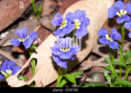 Atemberaubende blau / lila Blüten der Dampiera Diversifolia - eine Wildblume aus West-Australien, die im australischen Gärten angebaut wird Stockfoto